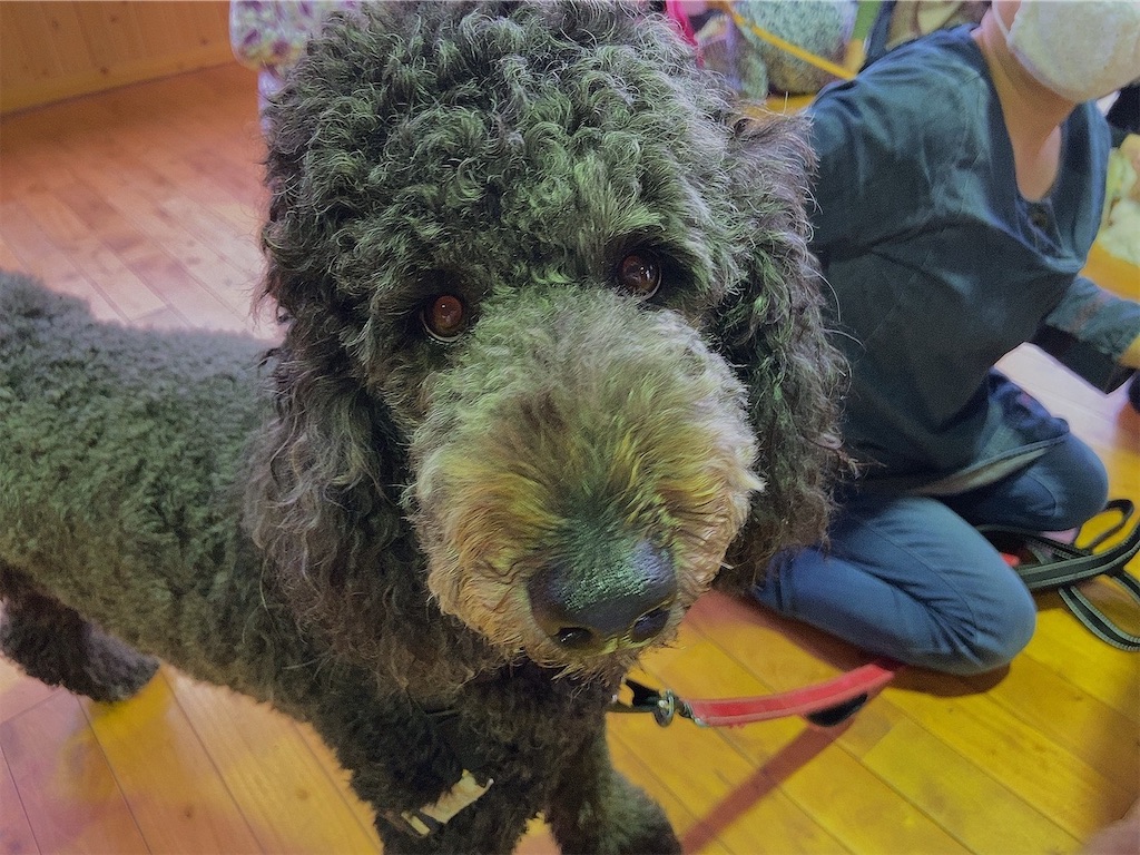 f:id:sakaivet2019:20201006142444j:image f:id:sakaivet2019:20201006142444j:image