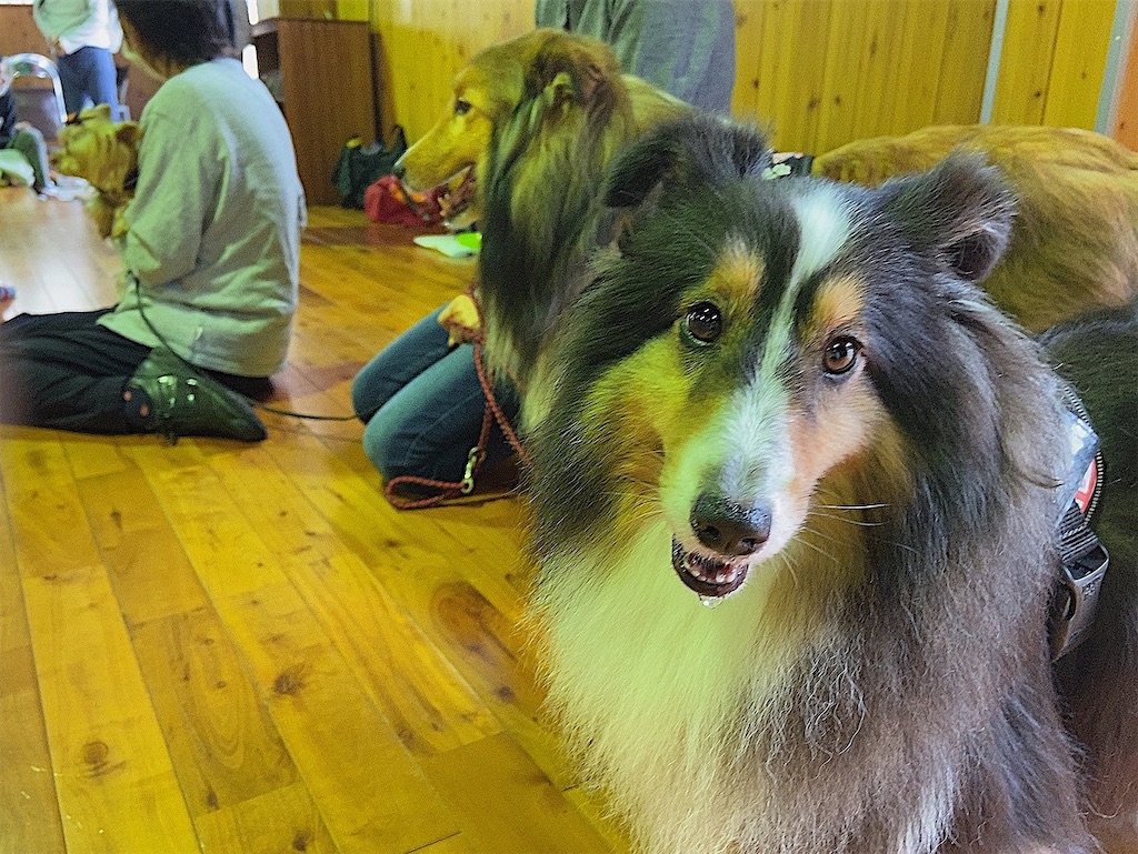 f:id:sakaivet2019:20201006142447j:image f:id:sakaivet2019:20201006142447j:image