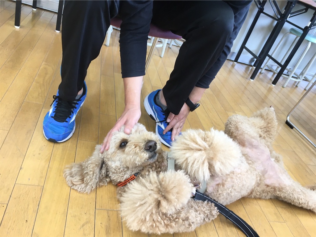 f:id:sakaivet2019:20201029094521j:image f:id:sakaivet2019:20201029094521j:image