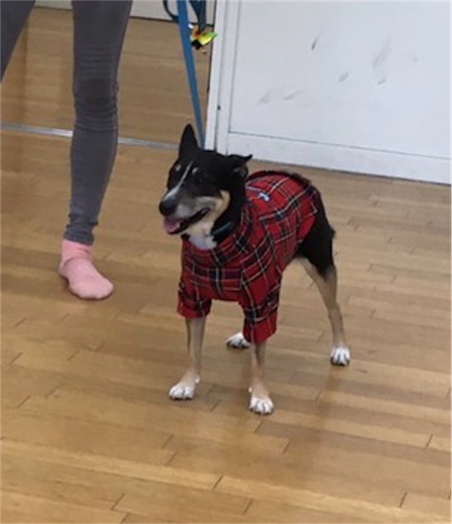 f:id:sakaivet2019:20201029094528j:image f:id:sakaivet2019:20201029094528j:image
