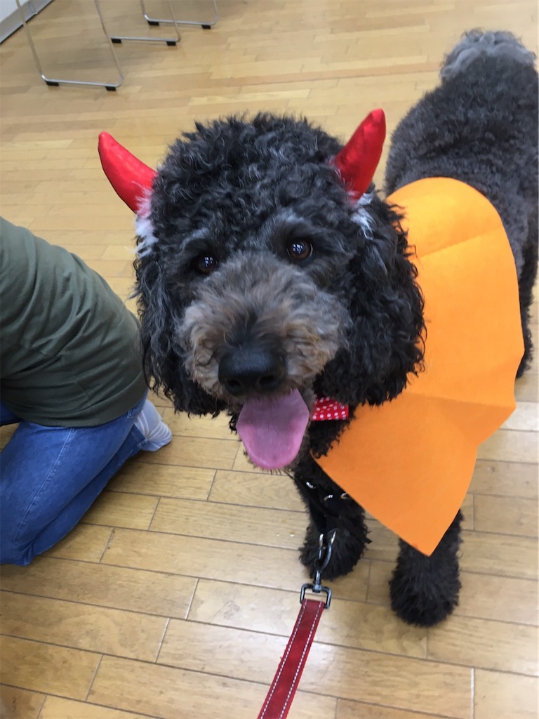 f:id:sakaivet2019:20201029094535j:image f:id:sakaivet2019:20201029094535j:image