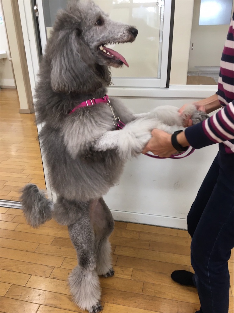 f:id:sakaivet2019:20201029094551j:image f:id:sakaivet2019:20201029094551j:image
