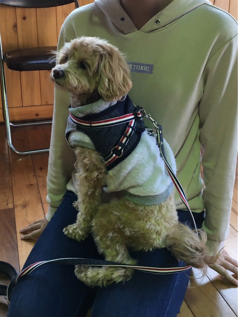 f:id:sakaivet2019:20201114103402j:image f:id:sakaivet2019:20201114103402j:image