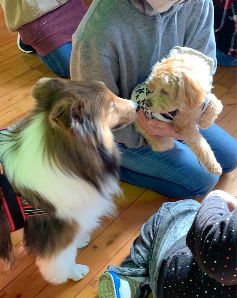 f:id:sakaivet2019:20201114104035j:image f:id:sakaivet2019:20201114104035j:image