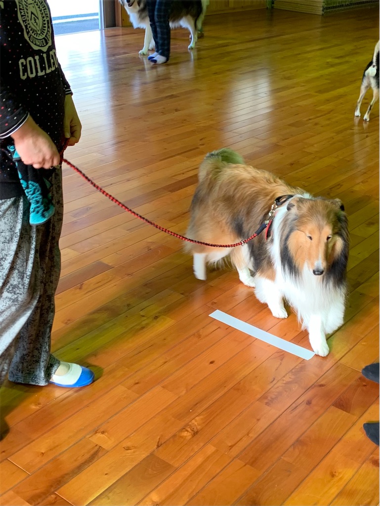 f:id:sakaivet2019:20201114104353j:image f:id:sakaivet2019:20201114104353j:image