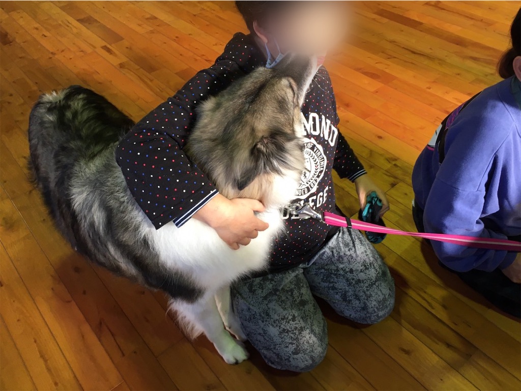 f:id:sakaivet2019:20201114105534j:image f:id:sakaivet2019:20201114105534j:image