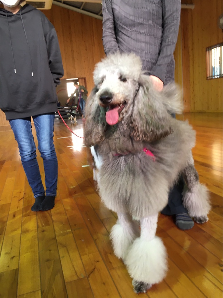 f:id:sakaivet2019:20201114110142j:image f:id:sakaivet2019:20201114110142j:image
