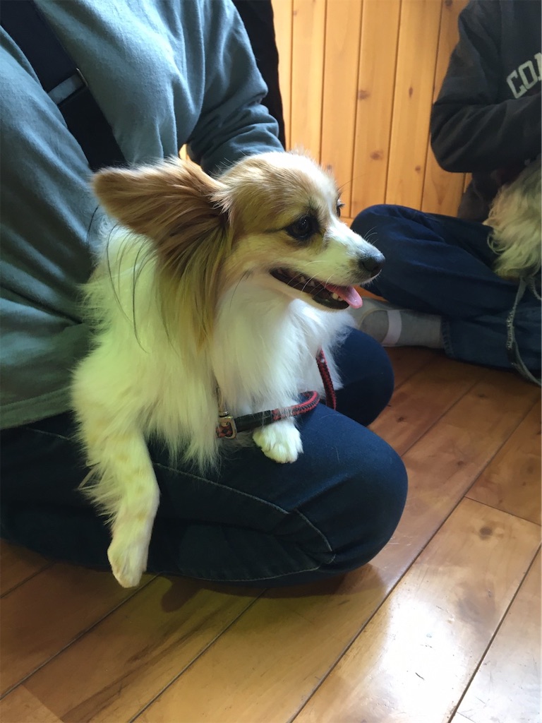 f:id:sakaivet2019:20201114110645j:image f:id:sakaivet2019:20201114110645j:image