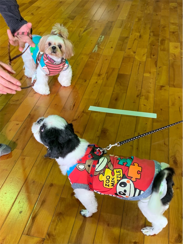 f:id:sakaivet2019:20201114111032j:image f:id:sakaivet2019:20201114111032j:image