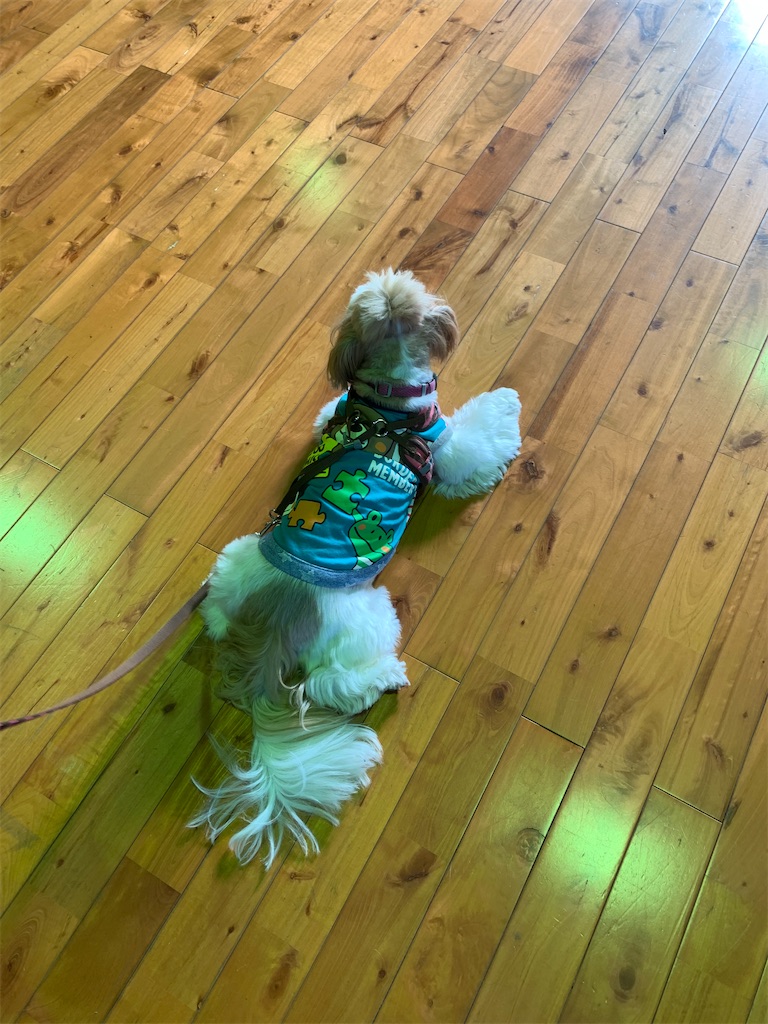 f:id:sakaivet2019:20201114111058j:image f:id:sakaivet2019:20201114111058j:image