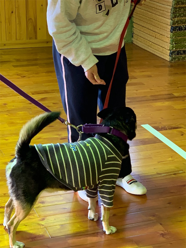 f:id:sakaivet2019:20201114112221j:image f:id:sakaivet2019:20201114112221j:image