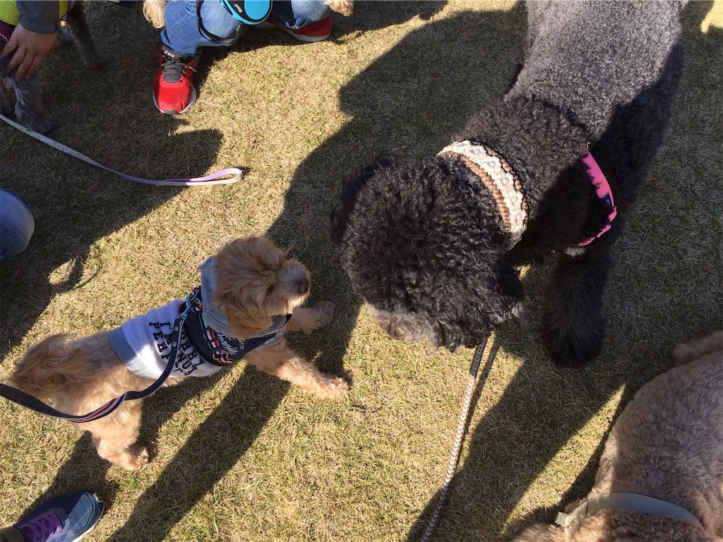 f:id:sakaivet2019:20201115131311j:image f:id:sakaivet2019:20201115131311j:image