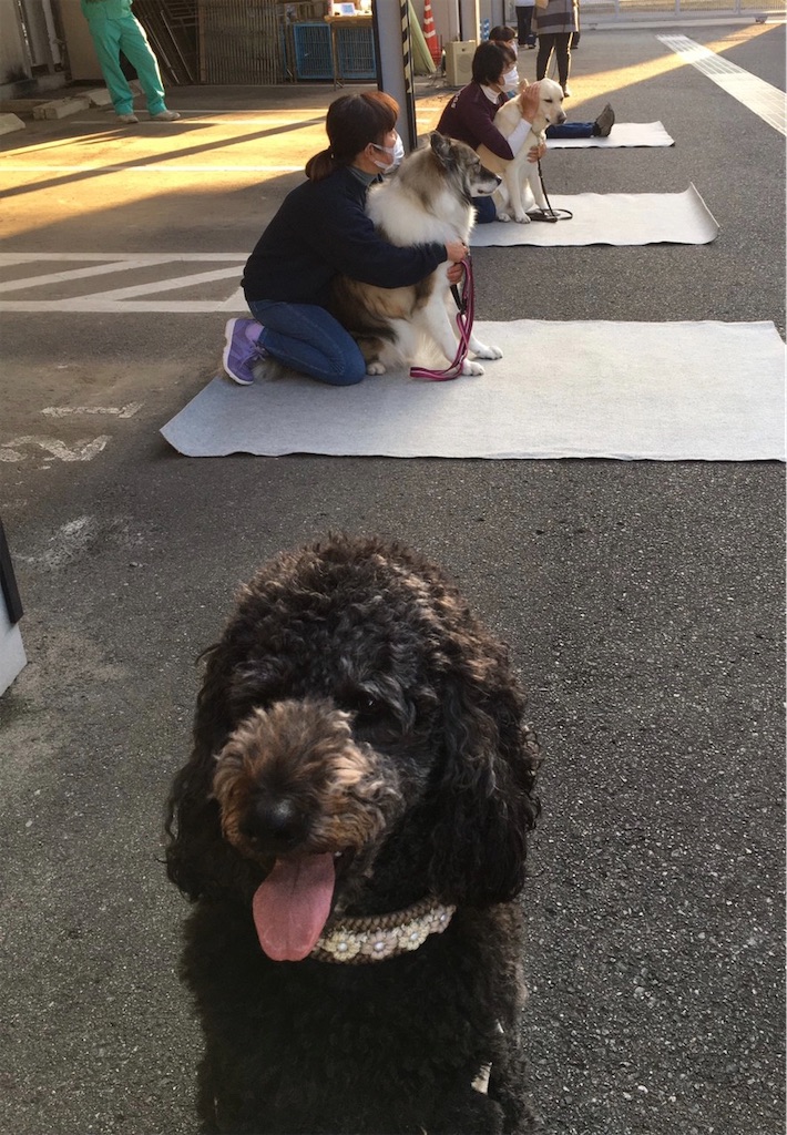 f:id:sakaivet2019:20201118192955j:image