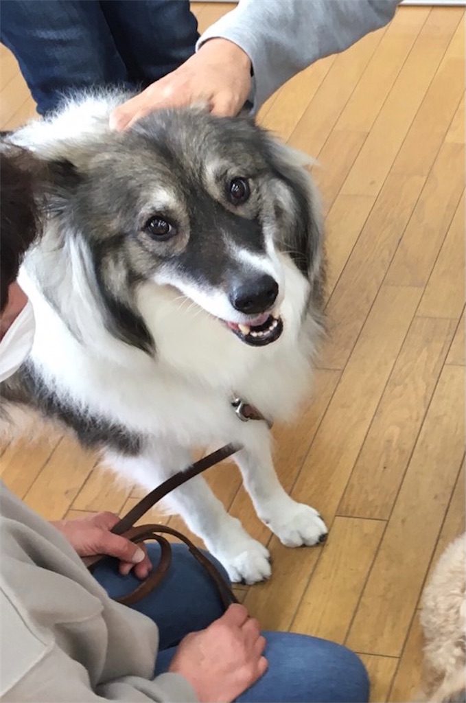 f:id:sakaivet2019:20201130132020j:image f:id:sakaivet2019:20201130132020j:image