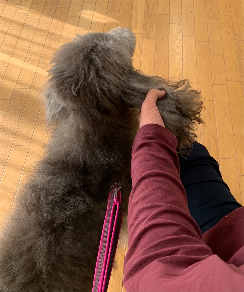 f:id:sakaivet2019:20201130133248j:image f:id:sakaivet2019:20201130133248j:image