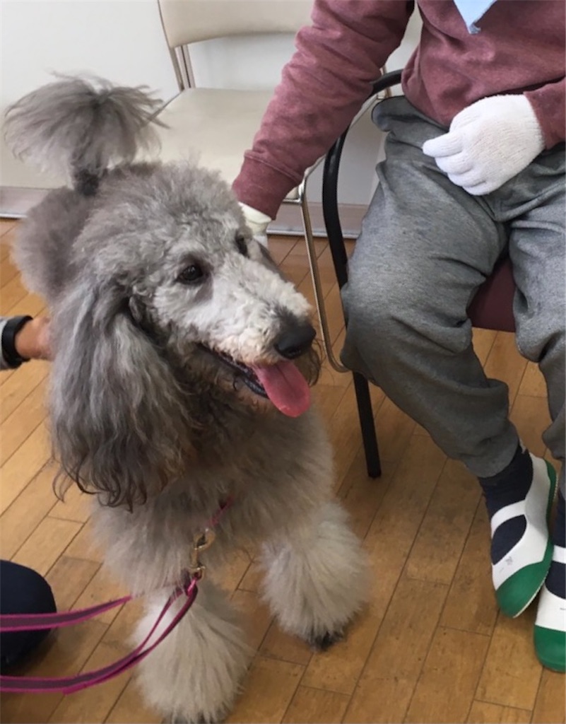 f:id:sakaivet2019:20201130133511j:image f:id:sakaivet2019:20201130133511j:image