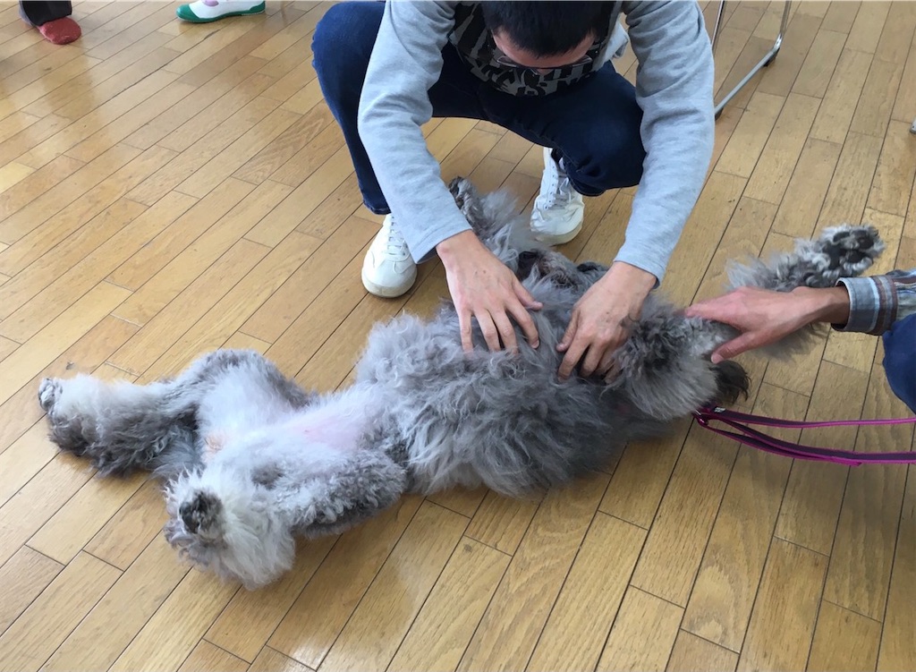 f:id:sakaivet2019:20201130133545j:image f:id:sakaivet2019:20201130133545j:image