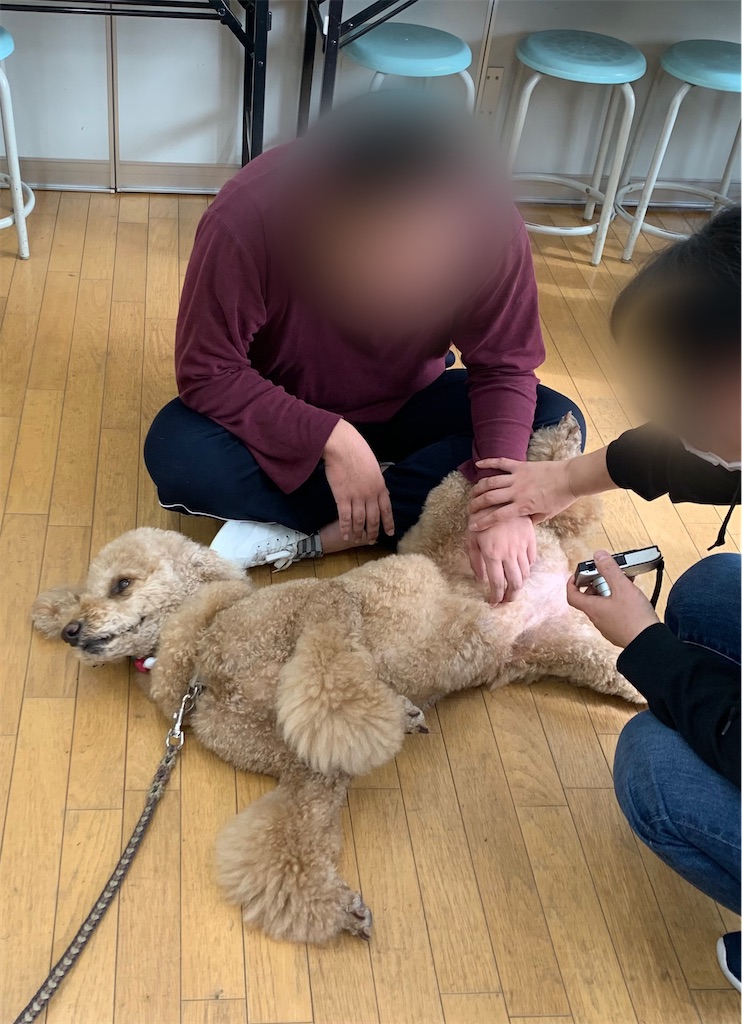 f:id:sakaivet2019:20201130134010j:image f:id:sakaivet2019:20201130134010j:image