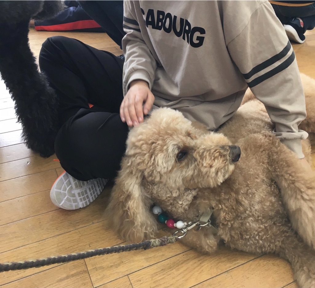 f:id:sakaivet2019:20201130134644j:image f:id:sakaivet2019:20201130134644j:image