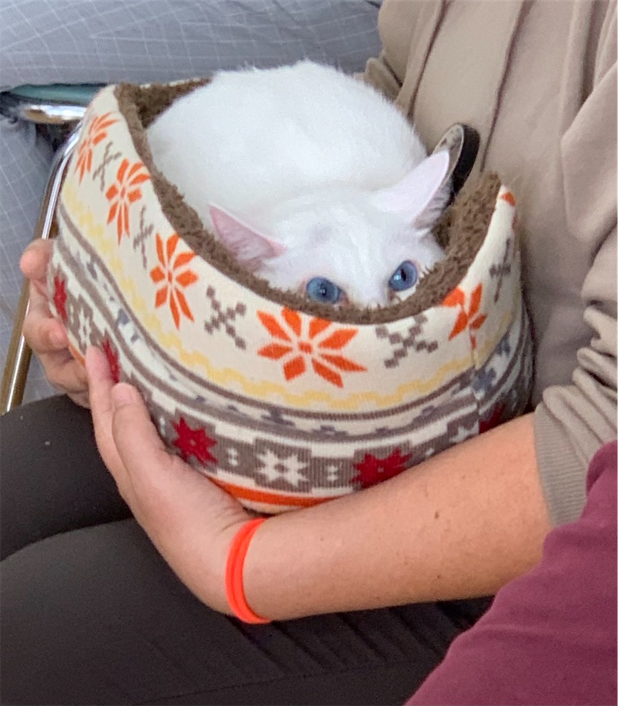 f:id:sakaivet2019:20201130135705j:image f:id:sakaivet2019:20201130135705j:image