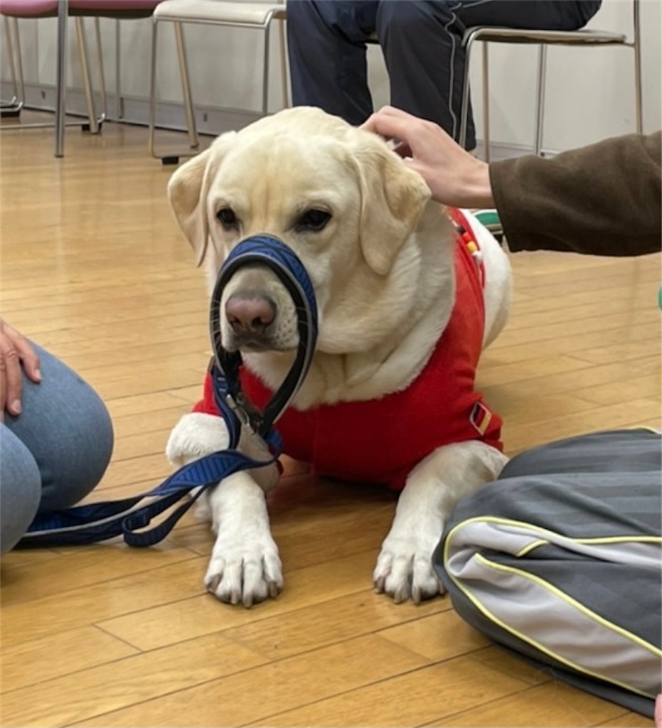 f:id:sakaivet2019:20201210224706j:image f:id:sakaivet2019:20201210224706j:image
