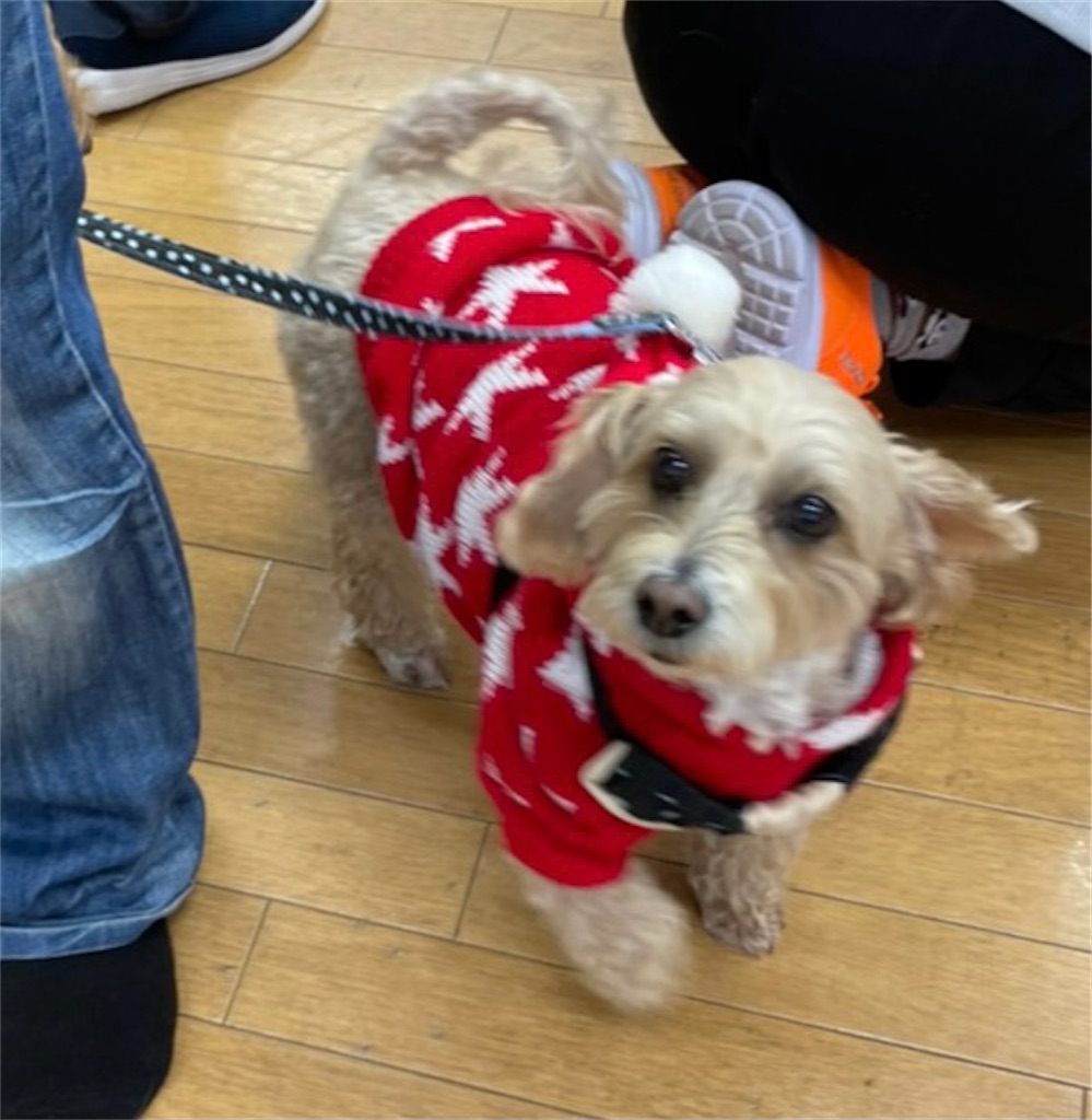 f:id:sakaivet2019:20201210230615j:image f:id:sakaivet2019:20201210230615j:image