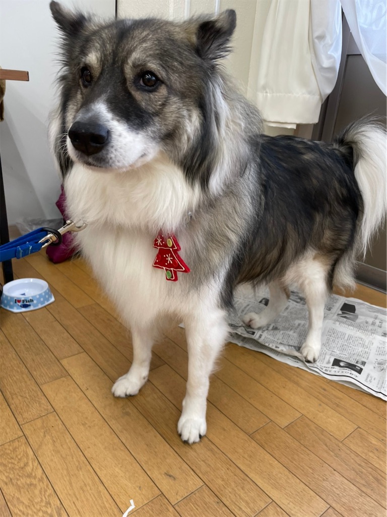 f:id:sakaivet2019:20201210231949j:image f:id:sakaivet2019:20201210231949j:image