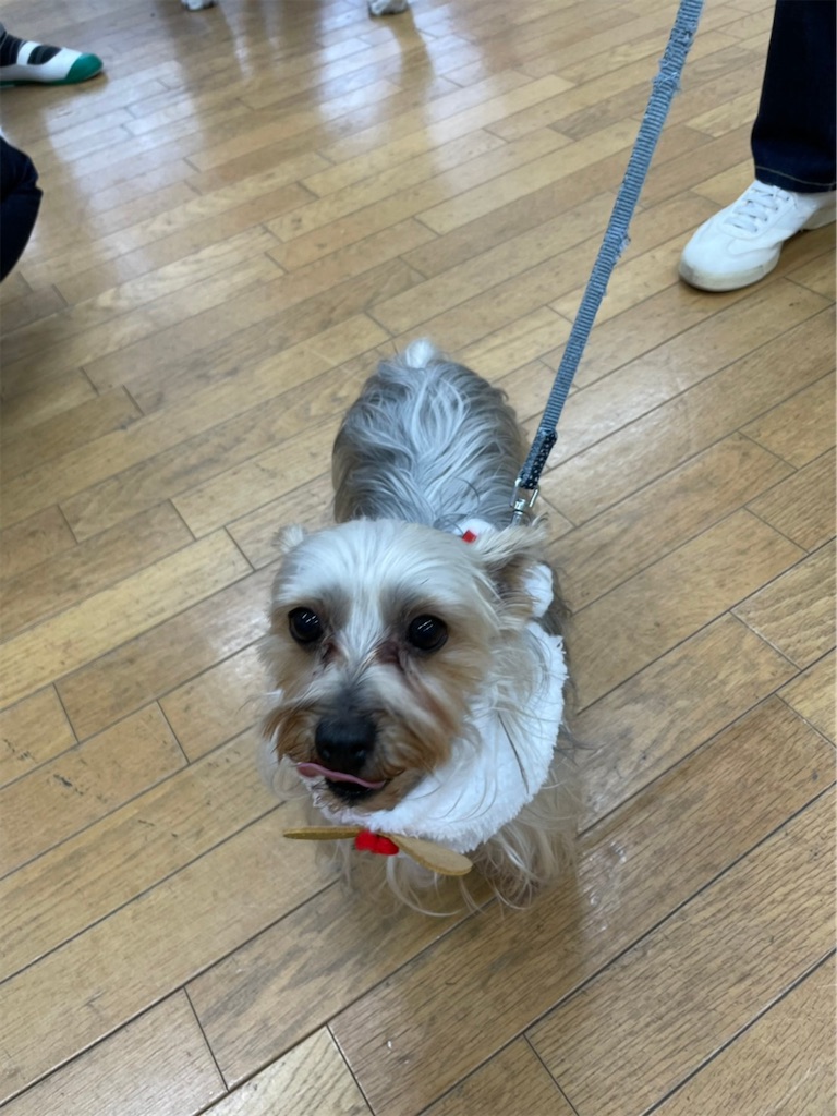 f:id:sakaivet2019:20201210232416j:image f:id:sakaivet2019:20201210232416j:image