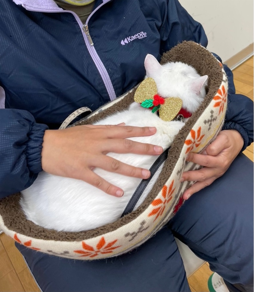 f:id:sakaivet2019:20201210233056j:image f:id:sakaivet2019:20201210233056j:image