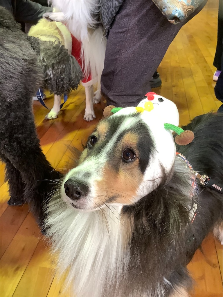 f:id:sakaivet2019:20201217221043j:image f:id:sakaivet2019:20201217221043j:image