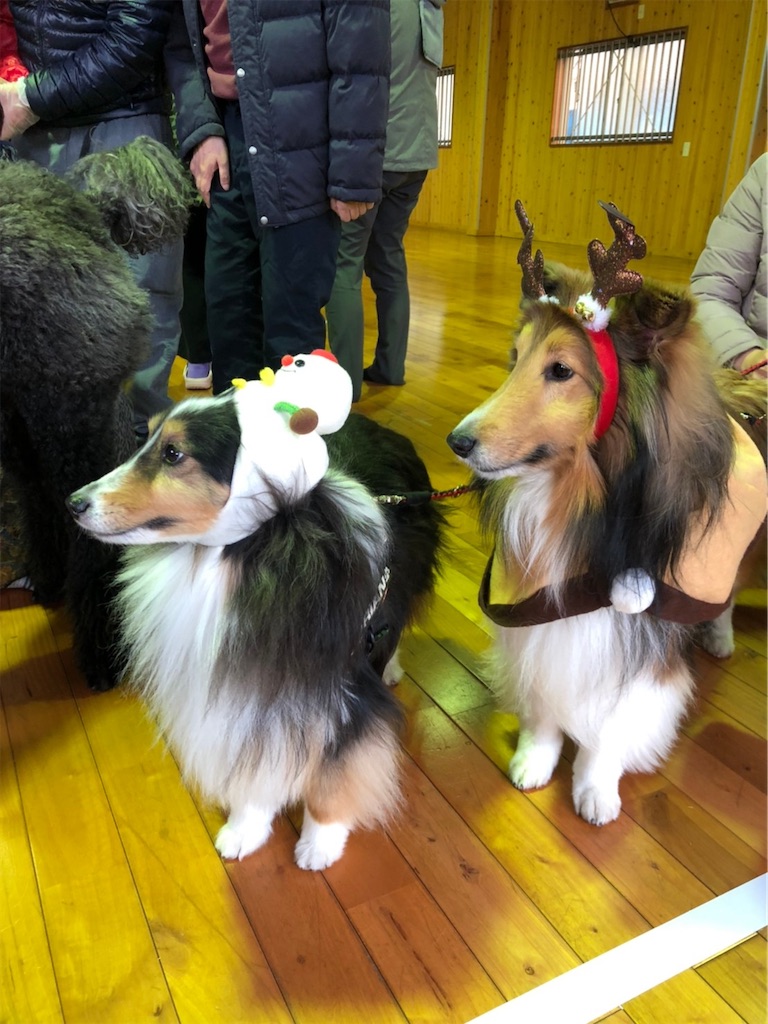 f:id:sakaivet2019:20201217221125j:image f:id:sakaivet2019:20201217221125j:image