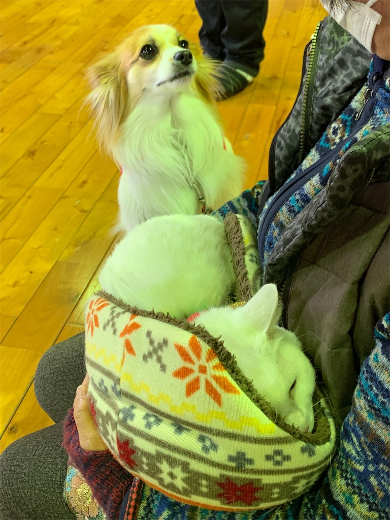 f:id:sakaivet2019:20201217224106j:image f:id:sakaivet2019:20201217224106j:image
