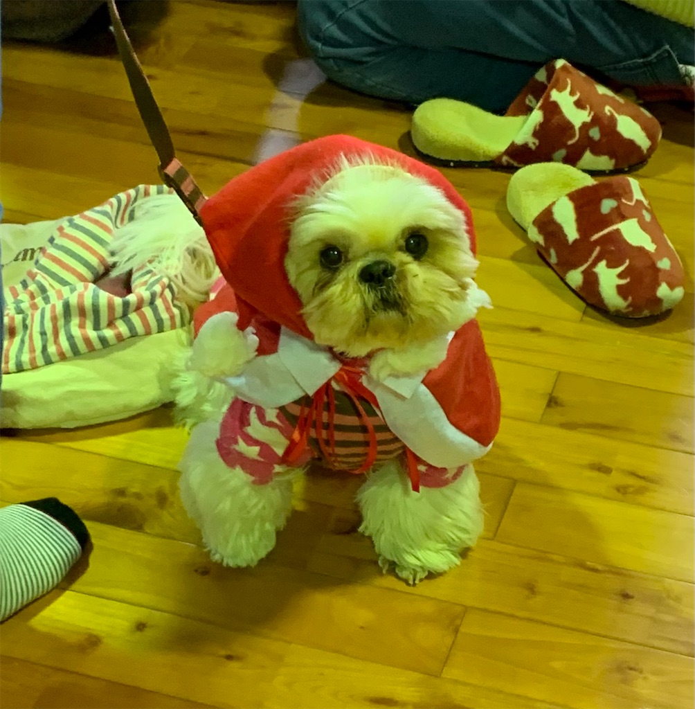 f:id:sakaivet2019:20201217224627j:image f:id:sakaivet2019:20201217224627j:image