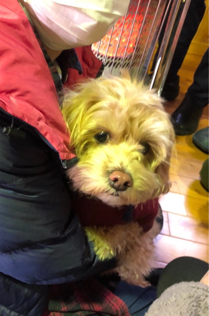 f:id:sakaivet2019:20201217224848j:image f:id:sakaivet2019:20201217224848j:image