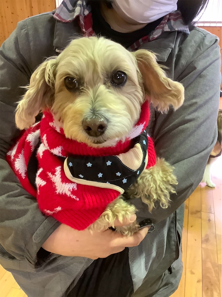 f:id:sakaivet2019:20201217225904j:image f:id:sakaivet2019:20201217225904j:image