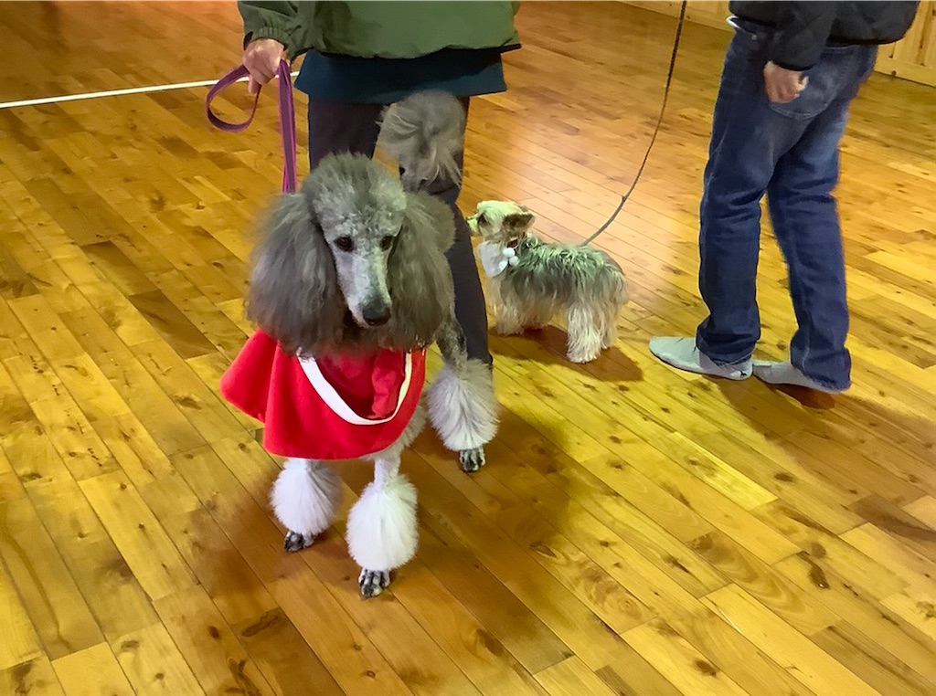 f:id:sakaivet2019:20201217230858j:image f:id:sakaivet2019:20201217230858j:image