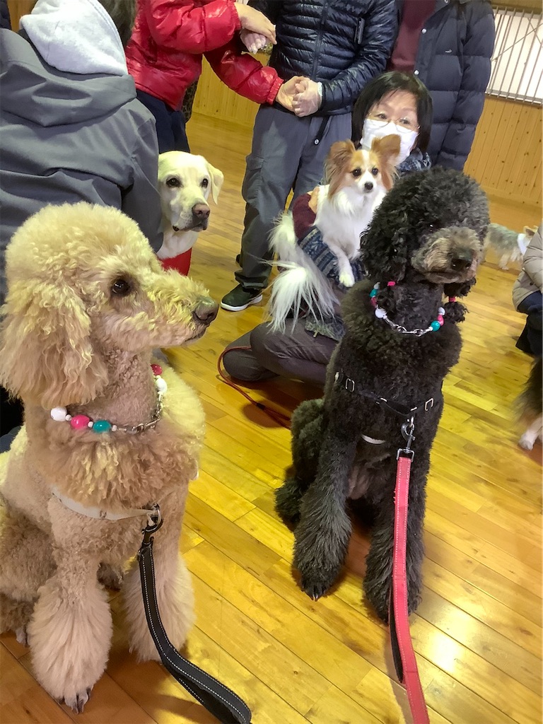 f:id:sakaivet2019:20201217231425j:image f:id:sakaivet2019:20201217231425j:image