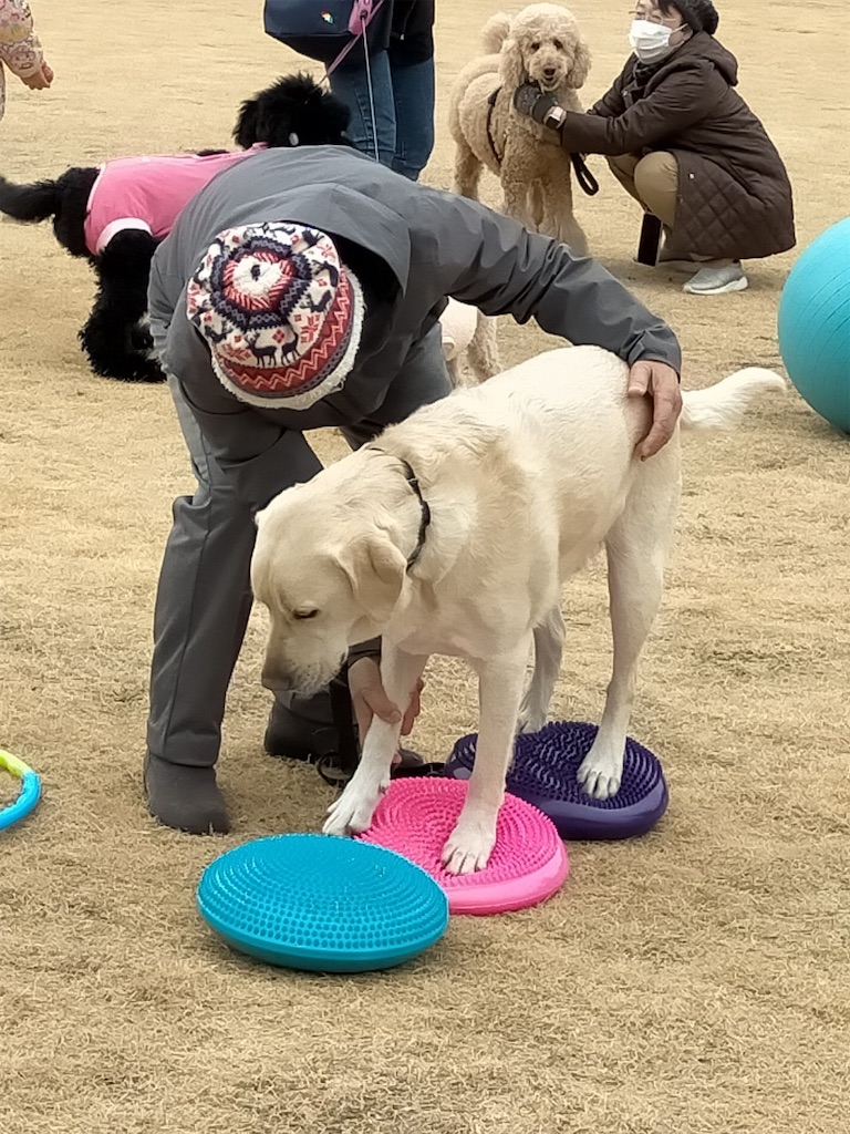 f:id:sakaivet2019:20210118211319j:image