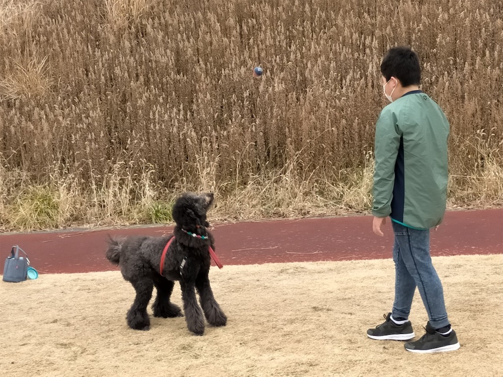 f:id:sakaivet2019:20210118212206j:image