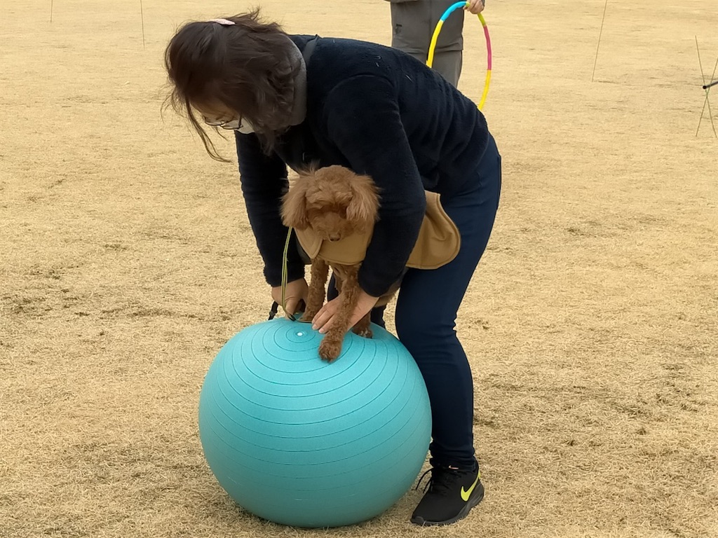 f:id:sakaivet2019:20210118212610j:image