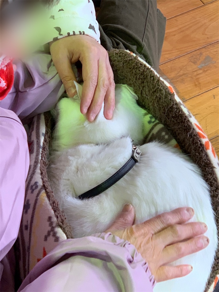 f:id:sakaivet2019:20210222181821j:image