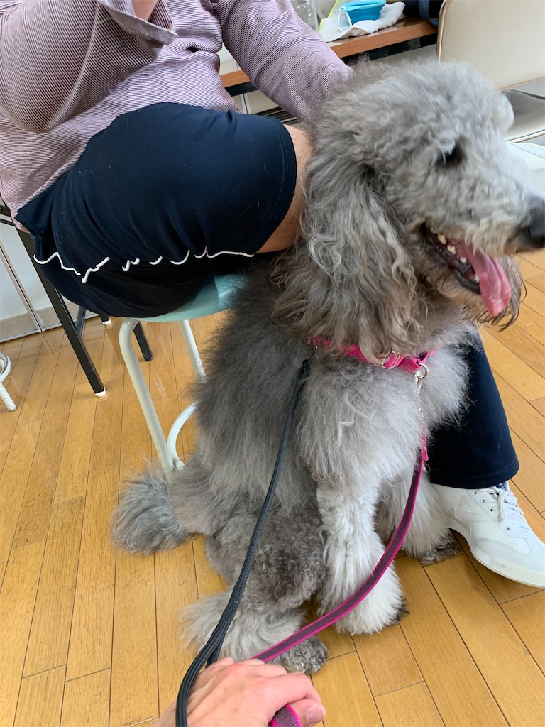 f:id:sakaivet2019:20210226123810j:image f:id:sakaivet2019:20210226123810j:image