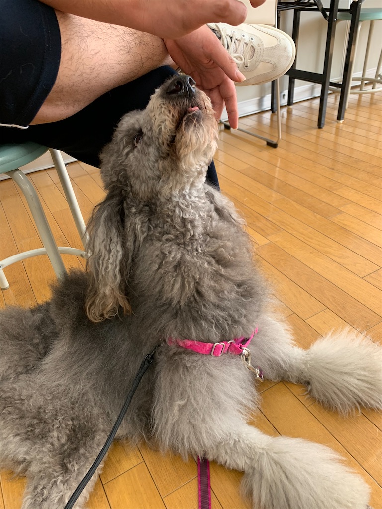 f:id:sakaivet2019:20210226123816j:image f:id:sakaivet2019:20210226123816j:image