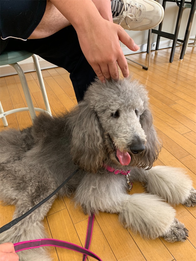 f:id:sakaivet2019:20210226123820j:image f:id:sakaivet2019:20210226123820j:image