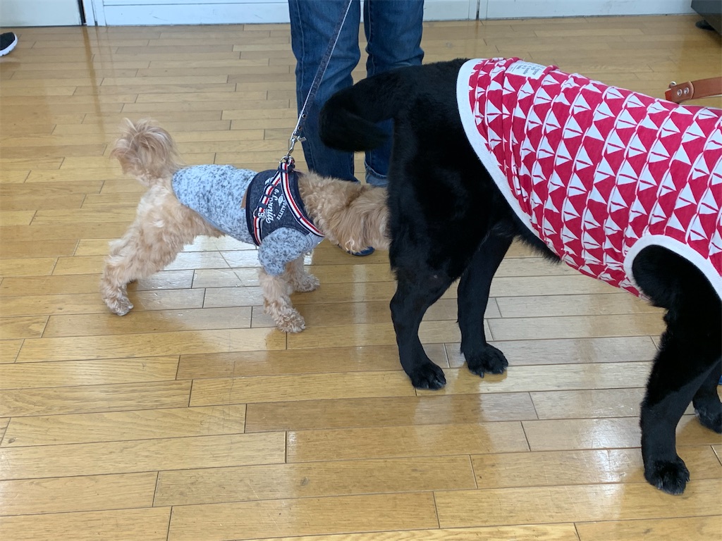 f:id:sakaivet2019:20210226123830j:image f:id:sakaivet2019:20210226123830j:image