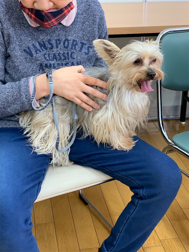 f:id:sakaivet2019:20210226123834j:image f:id:sakaivet2019:20210226123834j:image