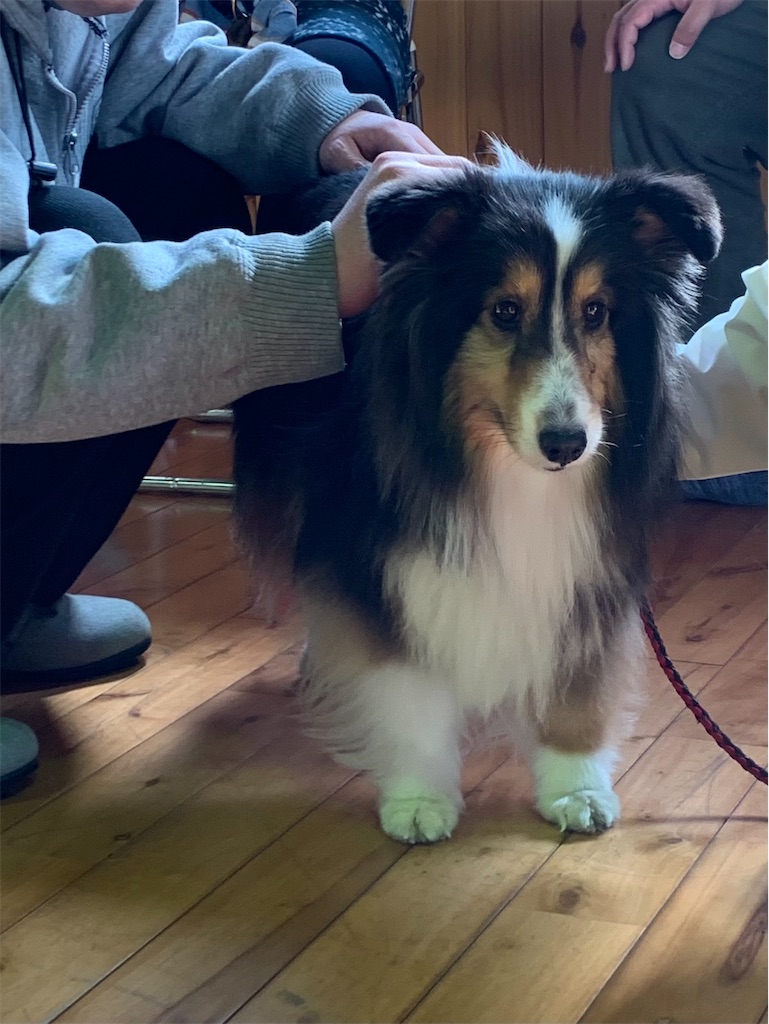 f:id:sakaivet2019:20210312102243j:image f:id:sakaivet2019:20210312102243j:image