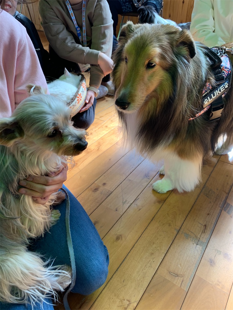 f:id:sakaivet2019:20210312102246j:image f:id:sakaivet2019:20210312102246j:image