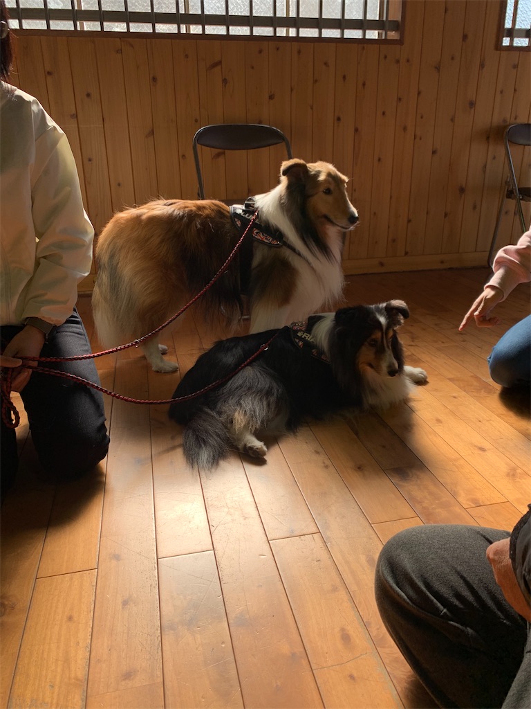 f:id:sakaivet2019:20210312102255j:image f:id:sakaivet2019:20210312102255j:image