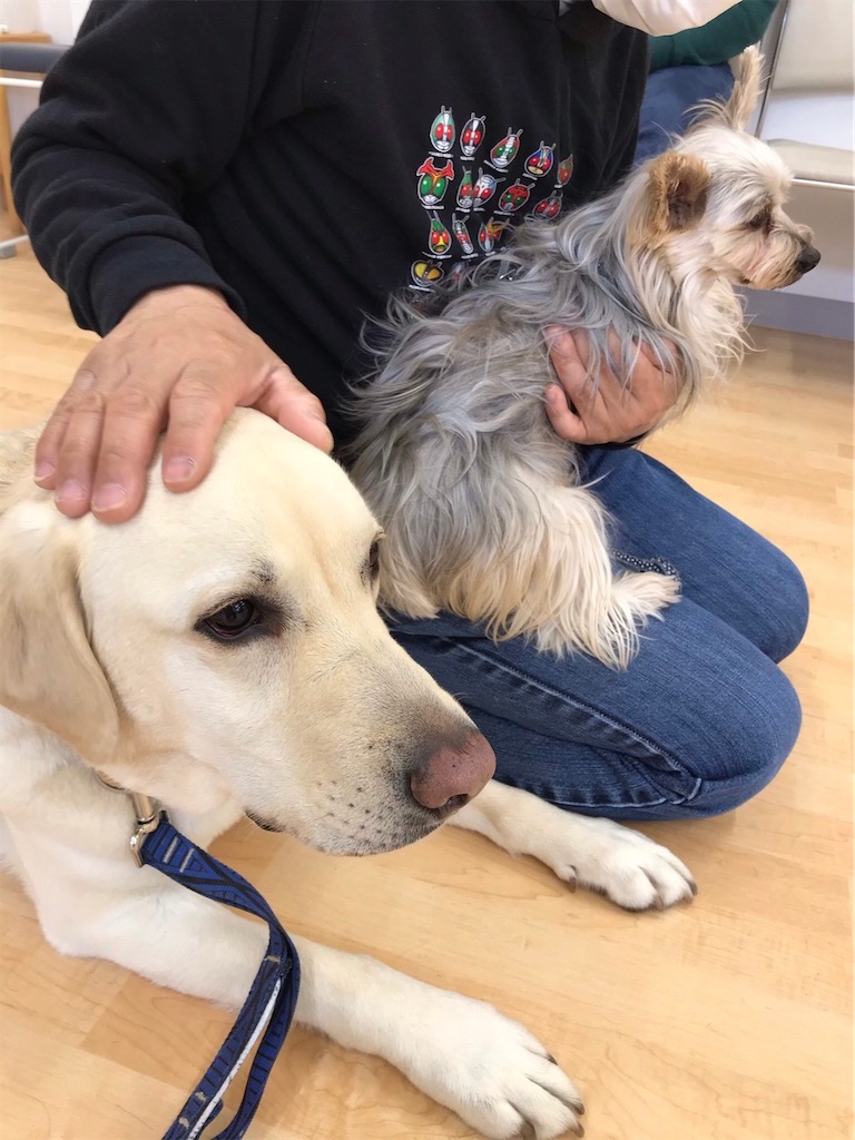 f:id:sakaivet2019:20210321170720j:image f:id:sakaivet2019:20210321170720j:image